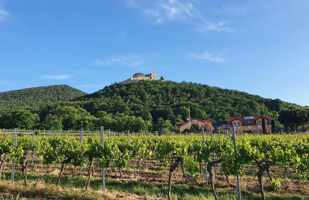 Weinhaus Paradies-1